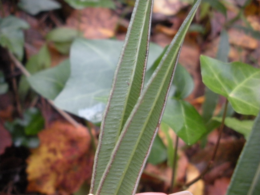 Pteris cretica / Pteride di Creta